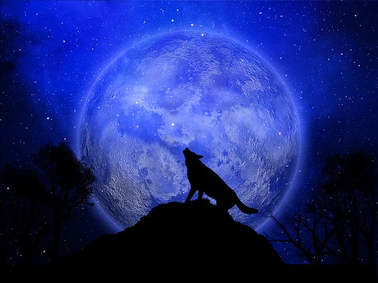 Dream Spirituality For Encountering A White Wolf