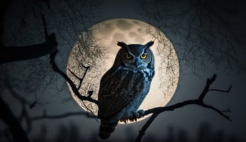 meaning of owl at your house at night