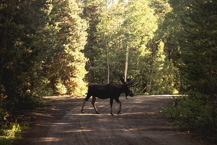 spiritual meaning of a deer in your path