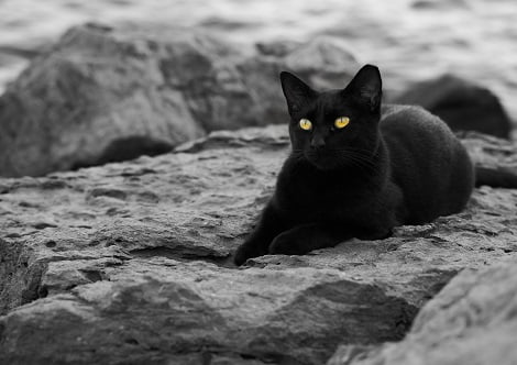 black and white cat spiritual meaning