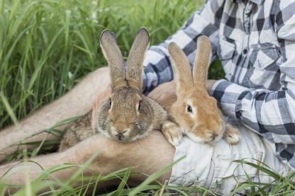 spiritual meaning of rabbit crossing your path