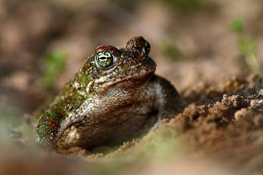 spiritual meaning of a toad