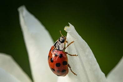 ladybug white