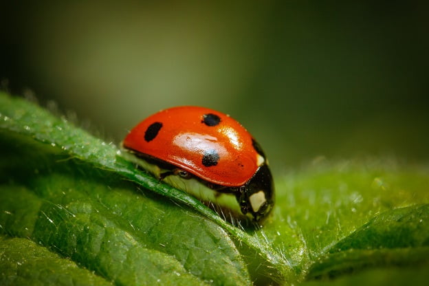 red ladybug meaning