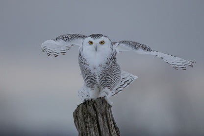 White Owl in a Dream