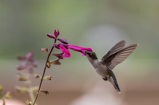 dead hummingbird