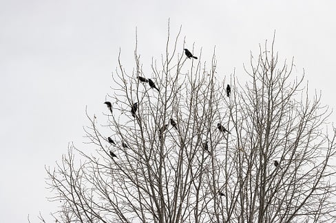 meaning of crows in numbers