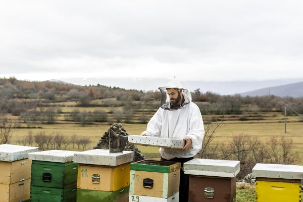 what does it mean when a bee lands on you