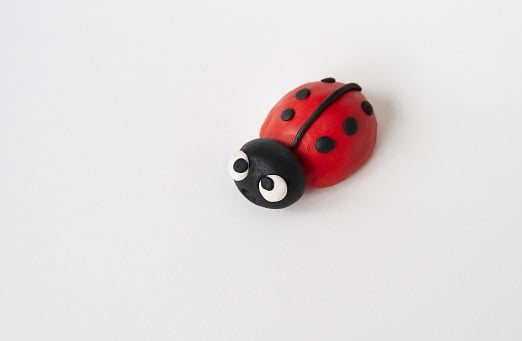 white and black ladybug