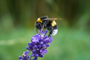 spiritual meaning of a bumble bee