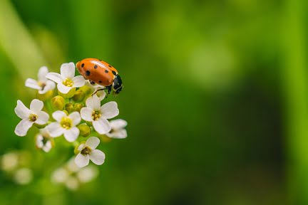 white ladybugs