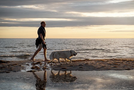 spiritual meaning of a dog crossing your path