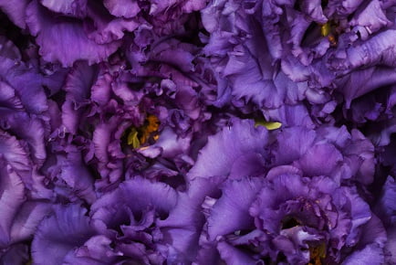 the meaning of the colour purple