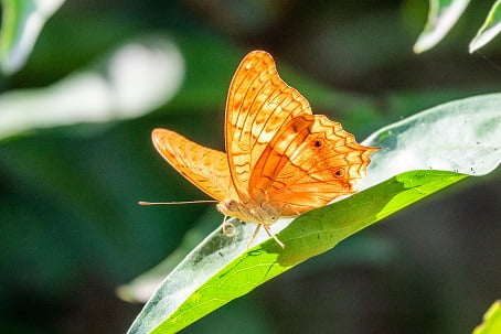 meaning of a orange butterfly