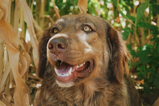 soñar comiendo perro