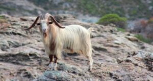 Spiritual Meaning of Goat