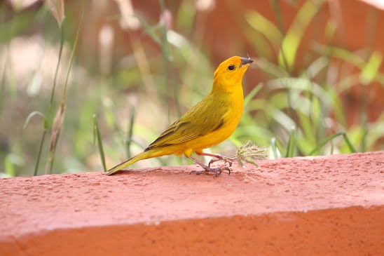 Meaning of Yellow Bird