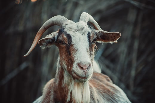 Spiritual Meaning of Goat