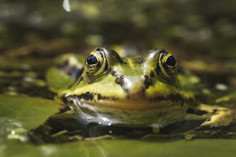 Are Frogs a Sign of Death? Exploring Spiritual Symbolism and Meanings